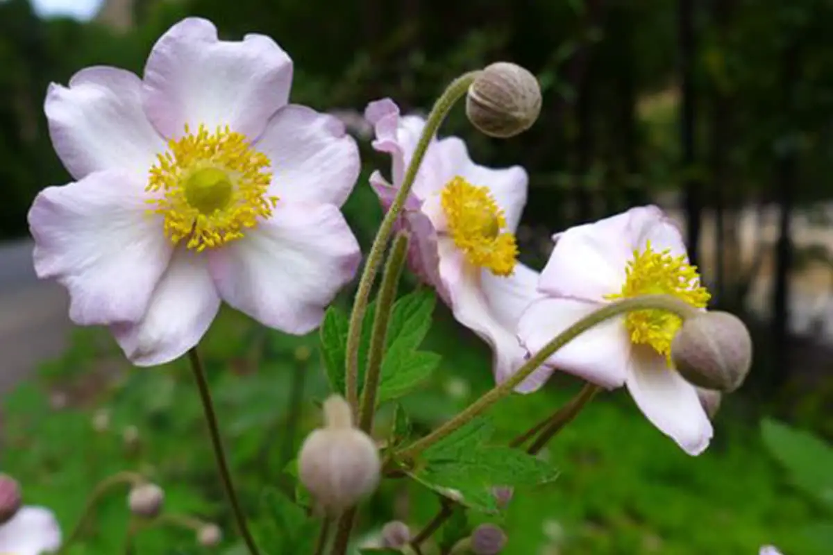 Anemone Raddeana