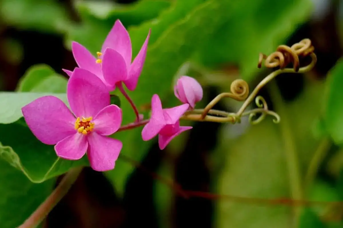 Antigonon Leptopus