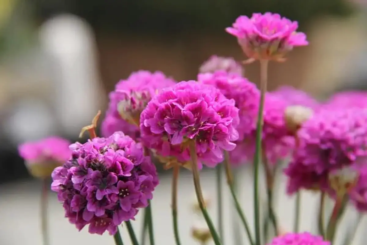 Armeria Maritima