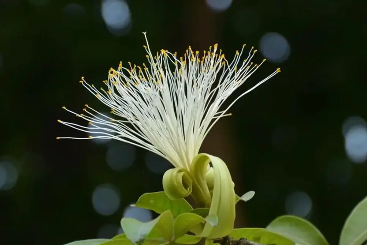 Pachira Glabra