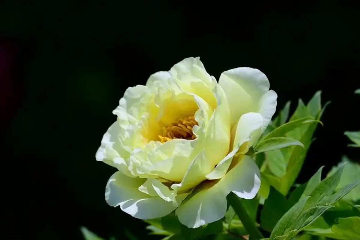 Paeonia Suffruticosa 'Yaohuang'