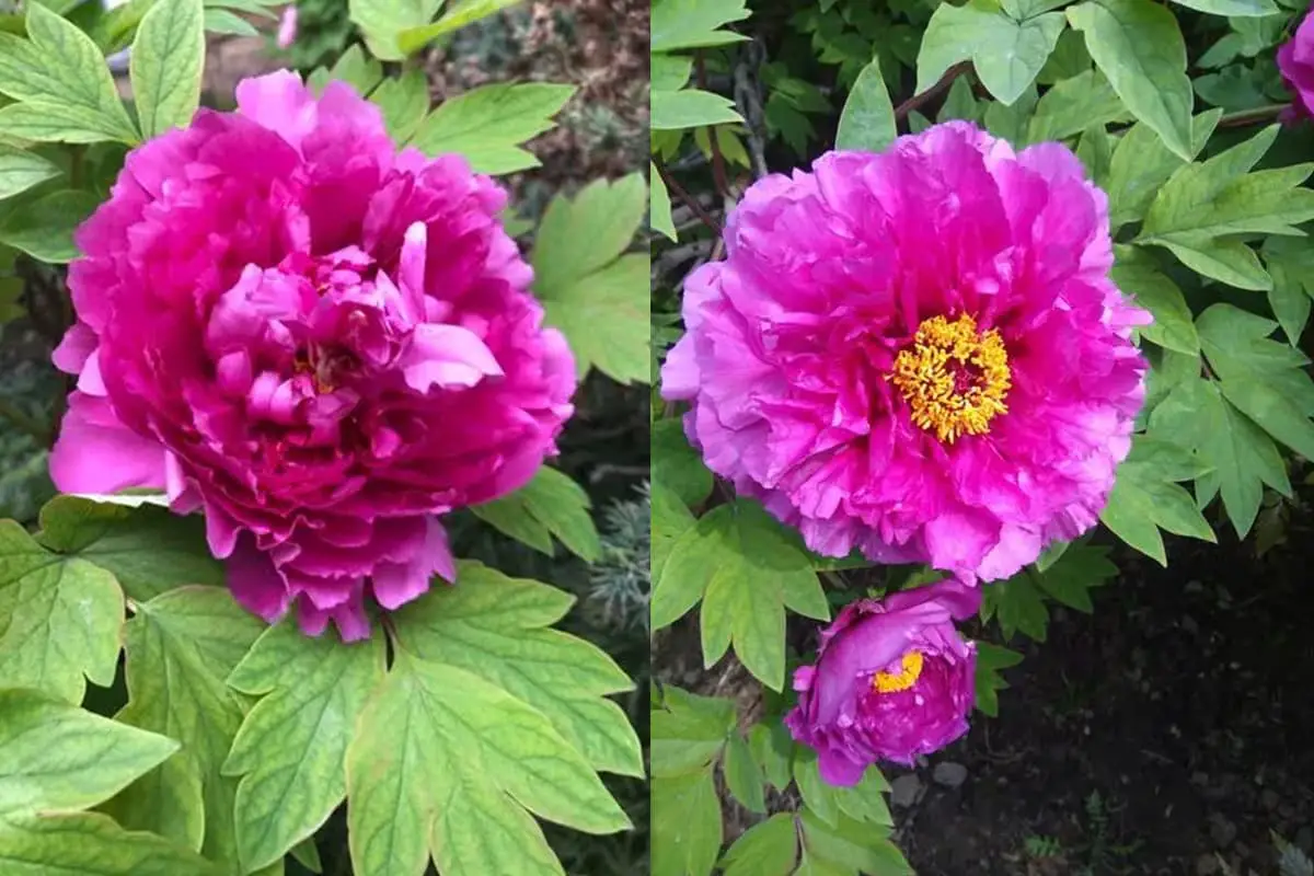 Paeonia Suffruticosa Cv. Luoyang Rood