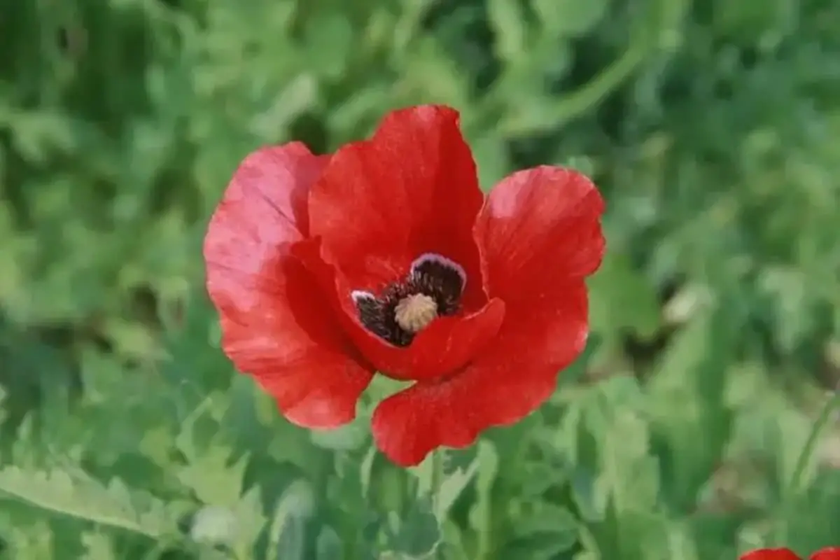 Oosterse papaver