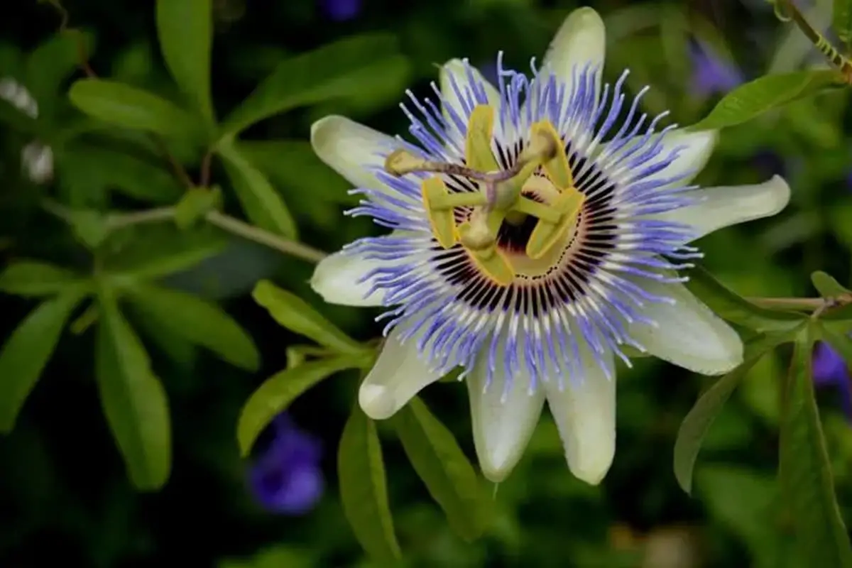 Passiflora Caerulea