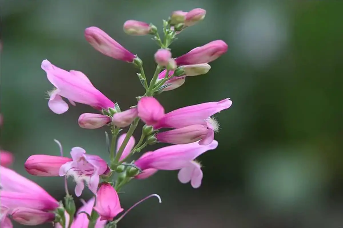 Penstemon Campanulatus