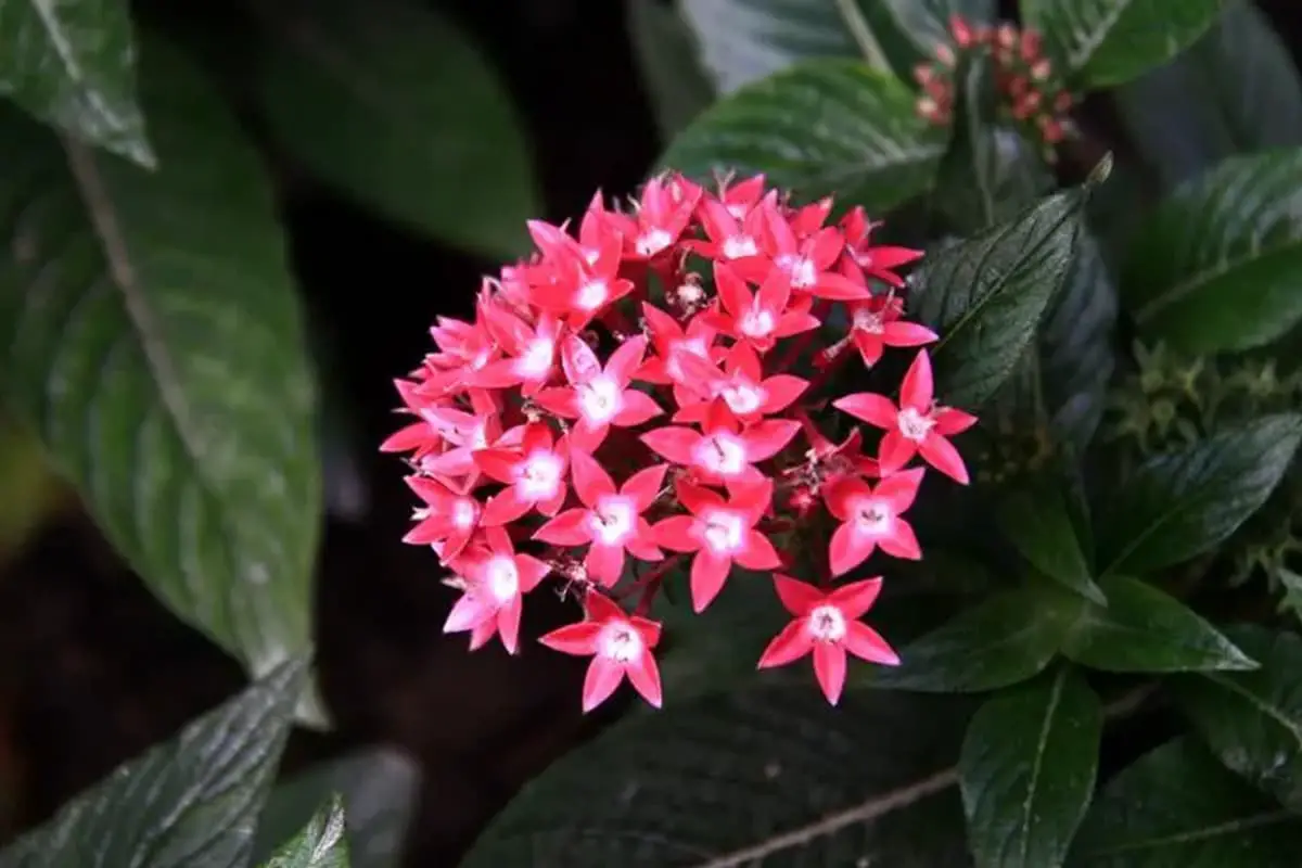 Pentas Lanceolata