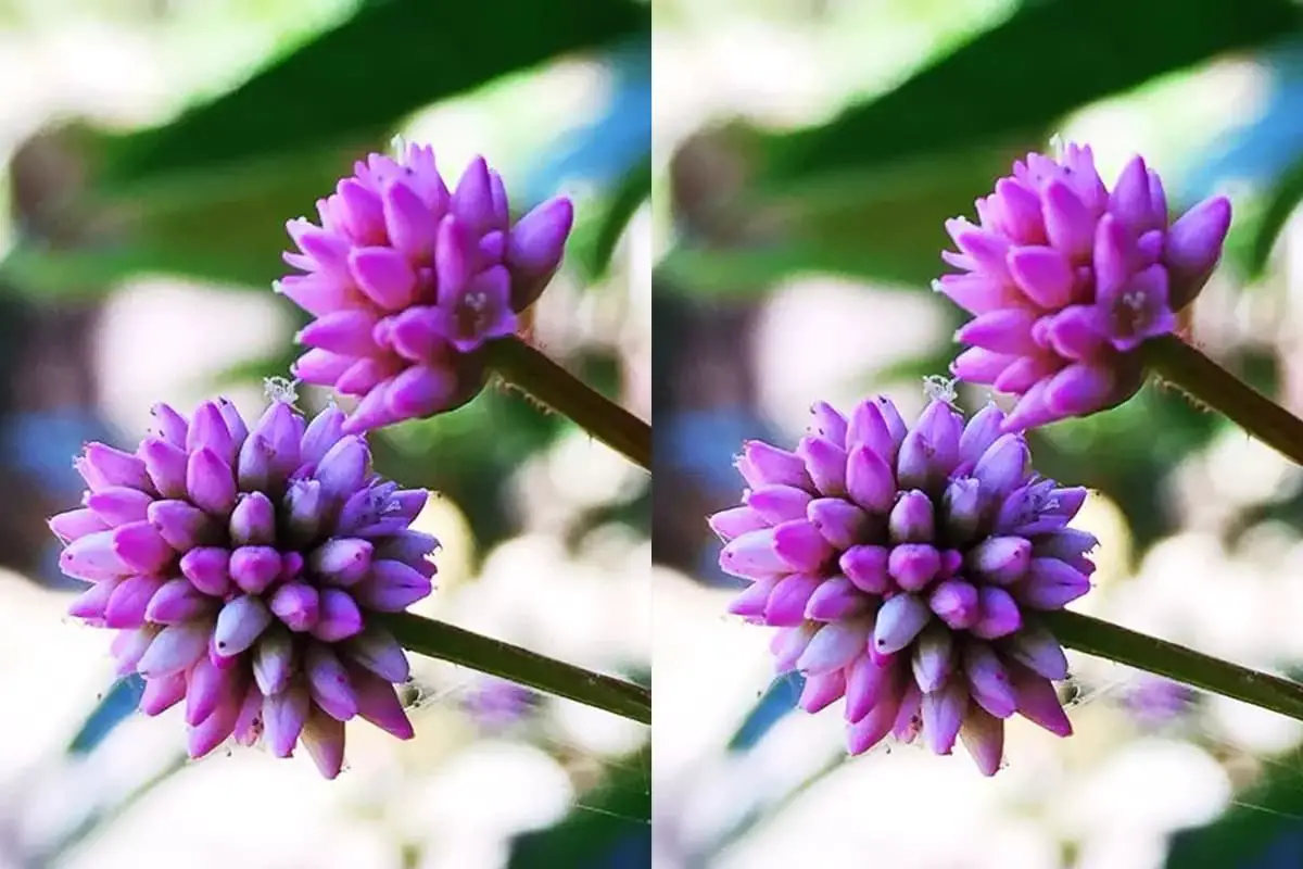 Persicaria Capitata