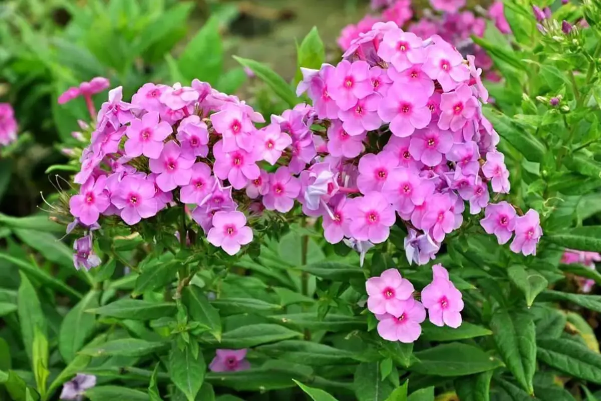 Phlox Drummondii