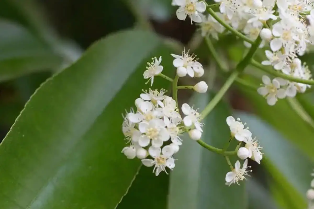 Photinia Serratifolia