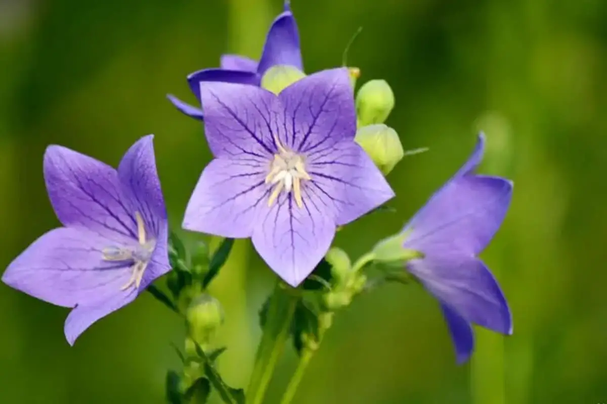 Platycodon Grandiflorus