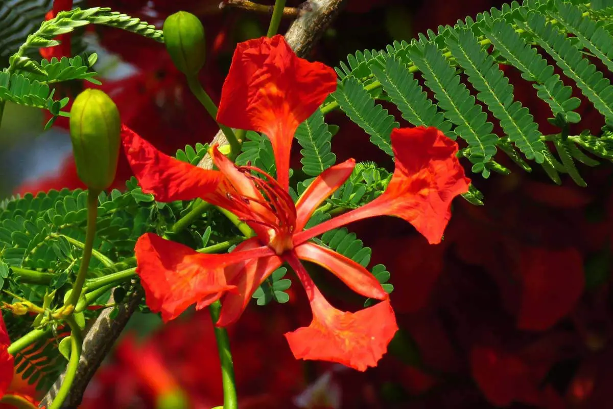 Delonix Regia