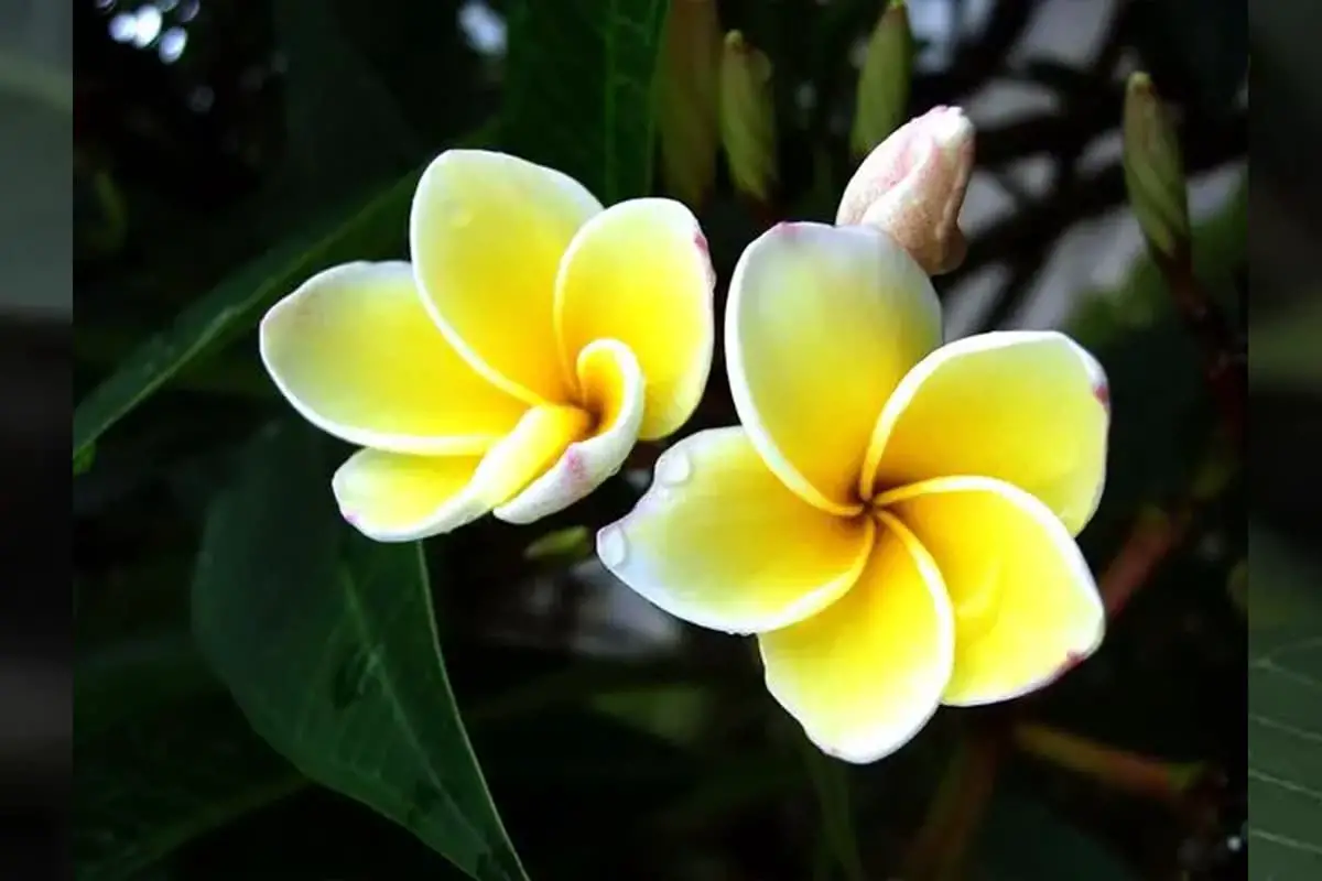 Plumeria Rubra