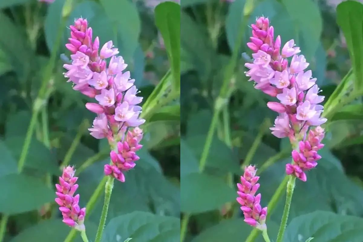 Polygonum Orientale