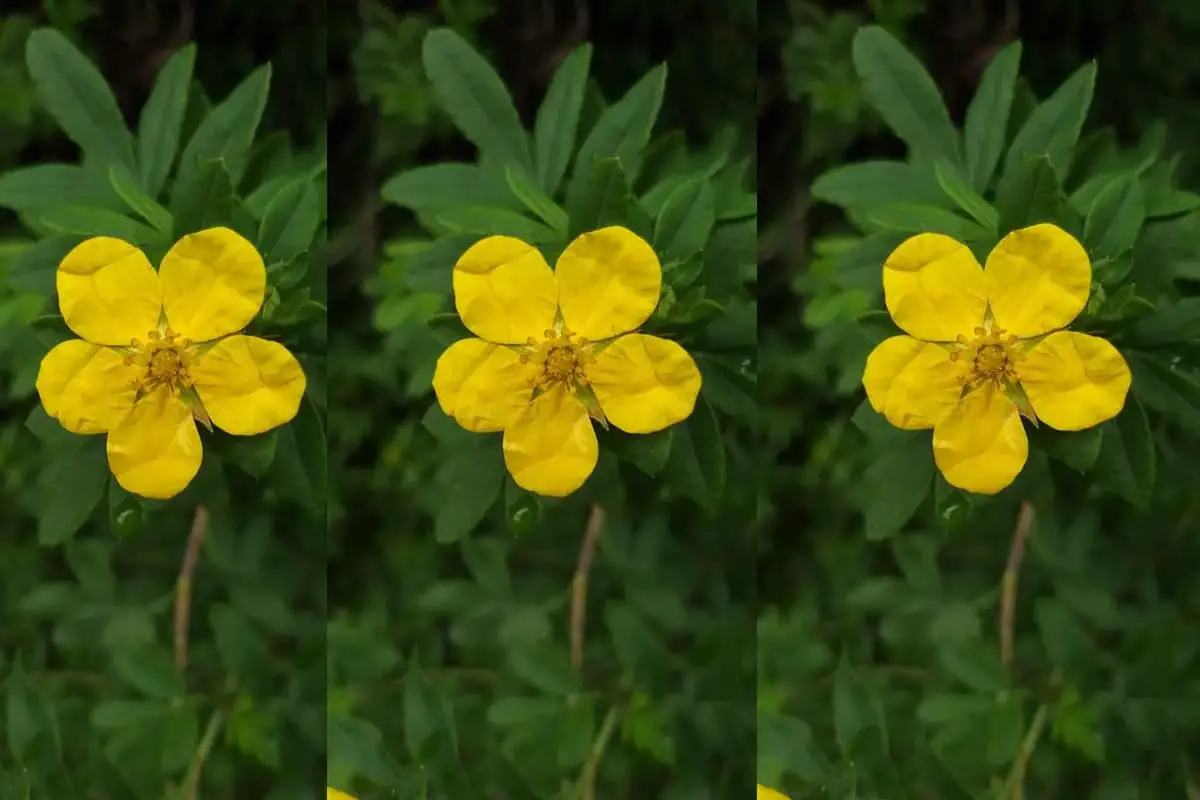 Potentilla Fruticosa