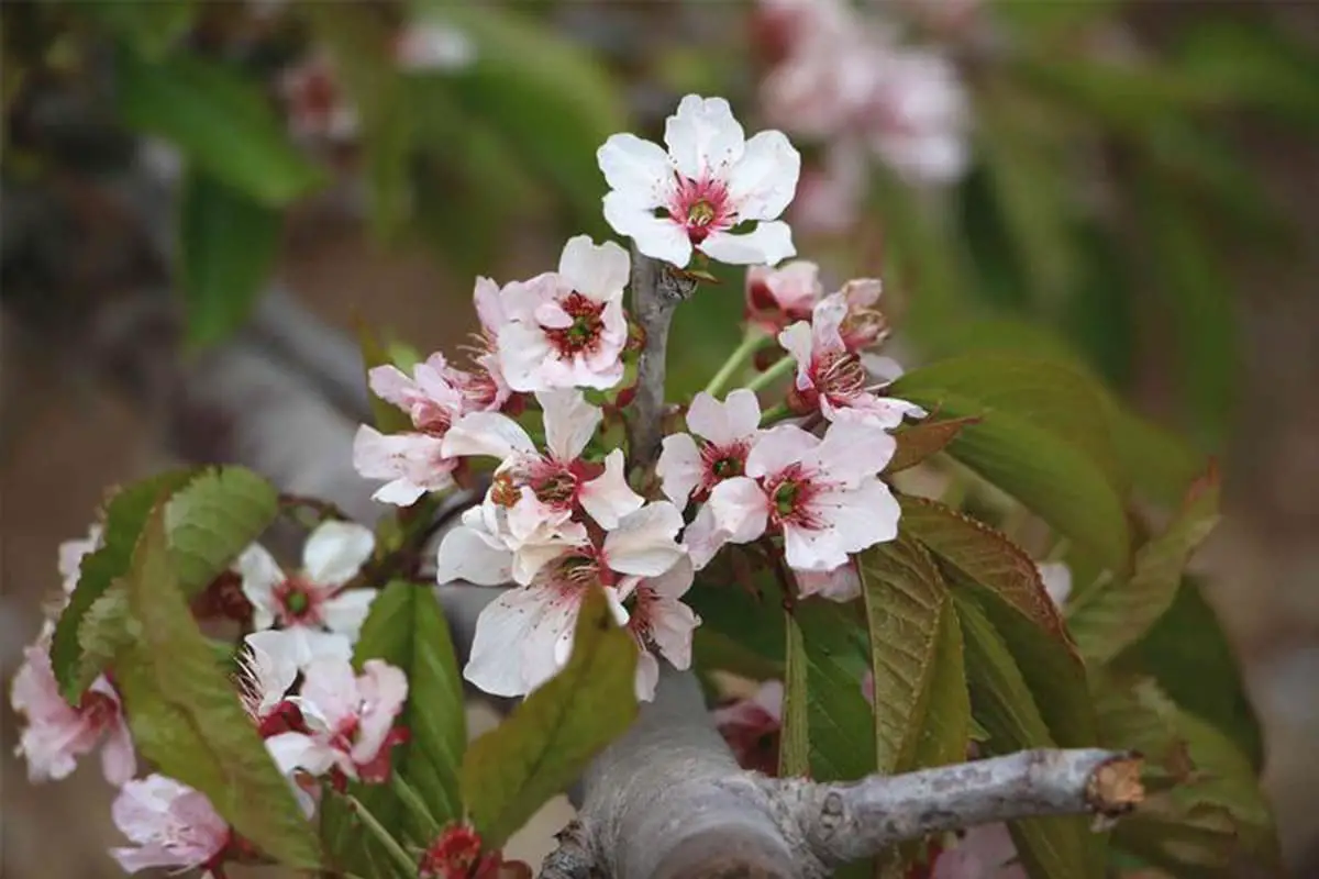 Prunus Discoidea