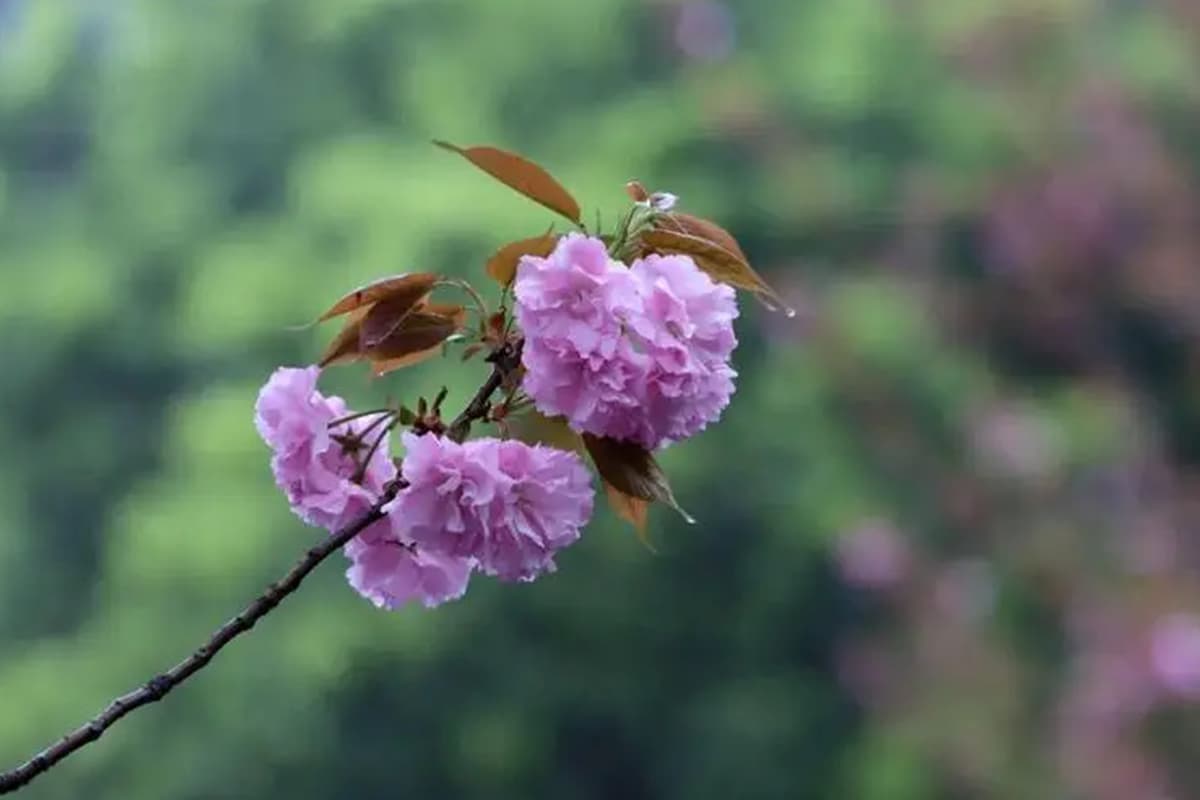 Prunus Lannesiana 'Alborosea'