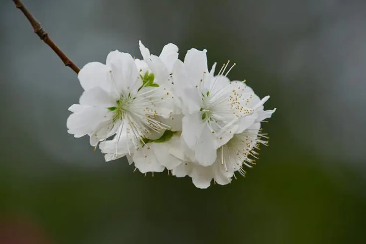 Prunus Persica