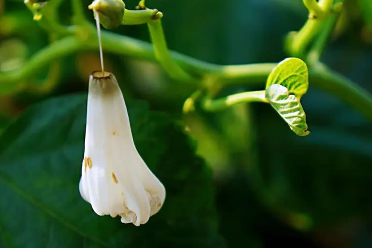 Kangkung (Ipomoea Aquatica)