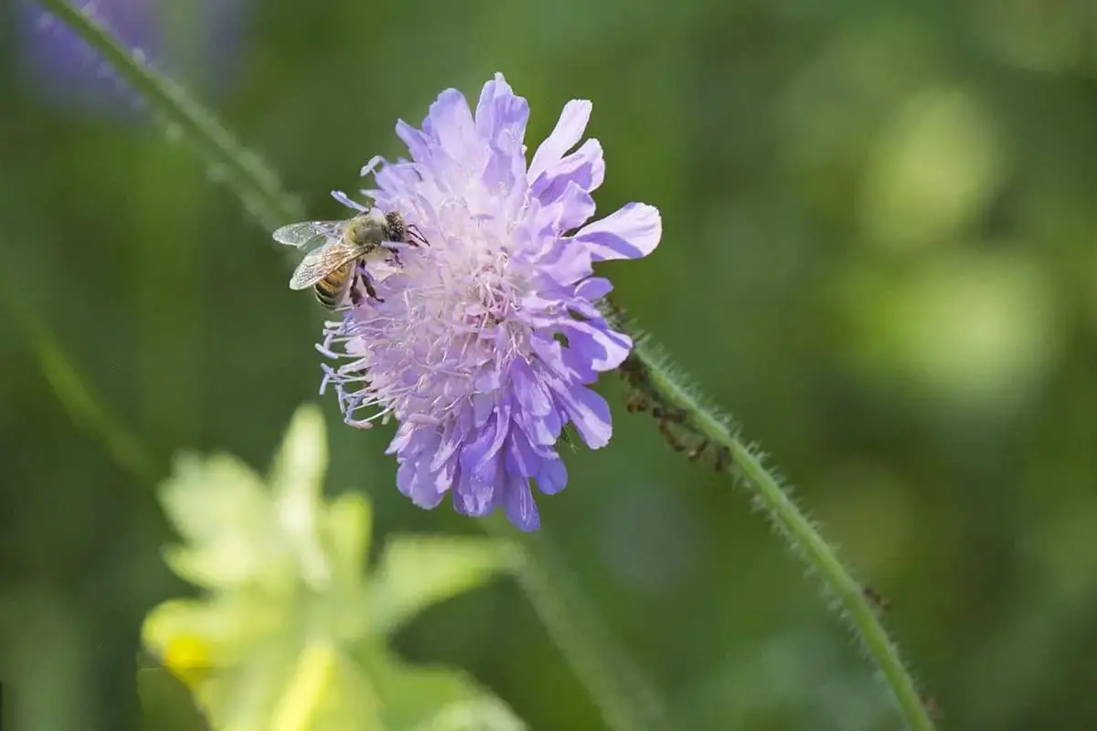 Knautia Arvensis