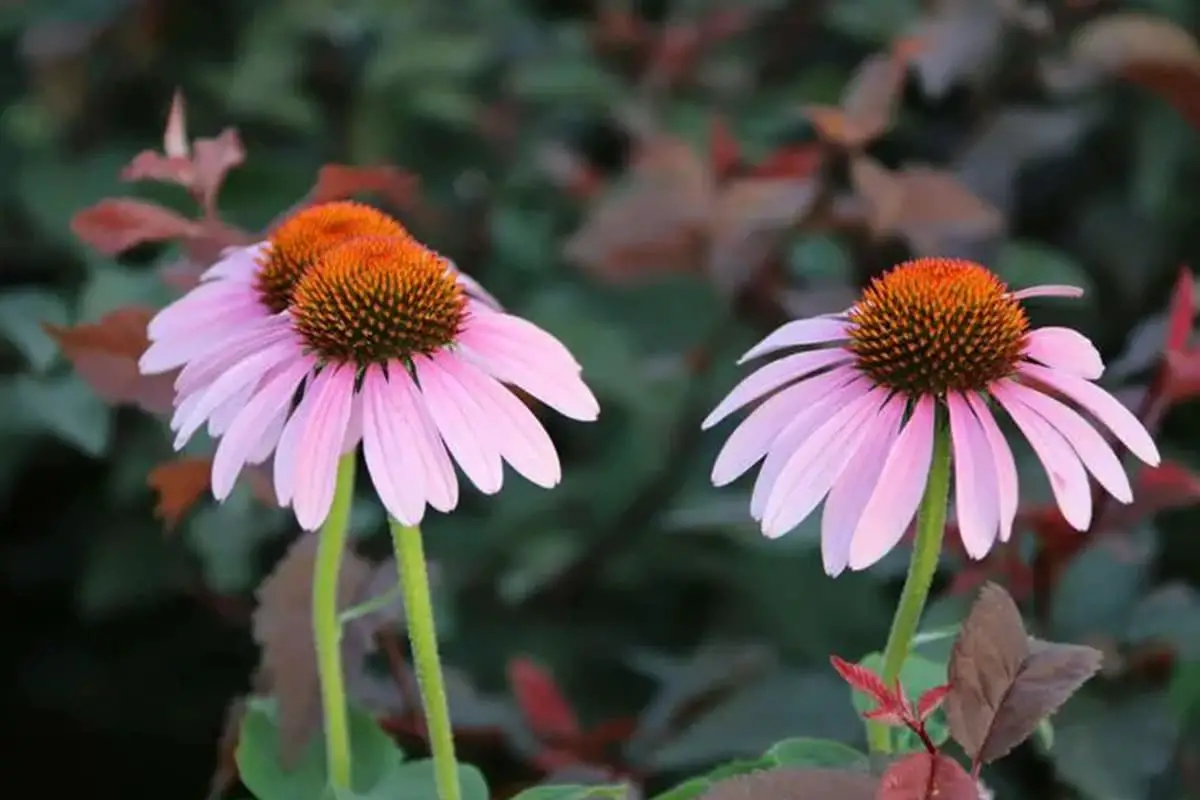 Il fiore di prato eretto (Ratibida columnifera)