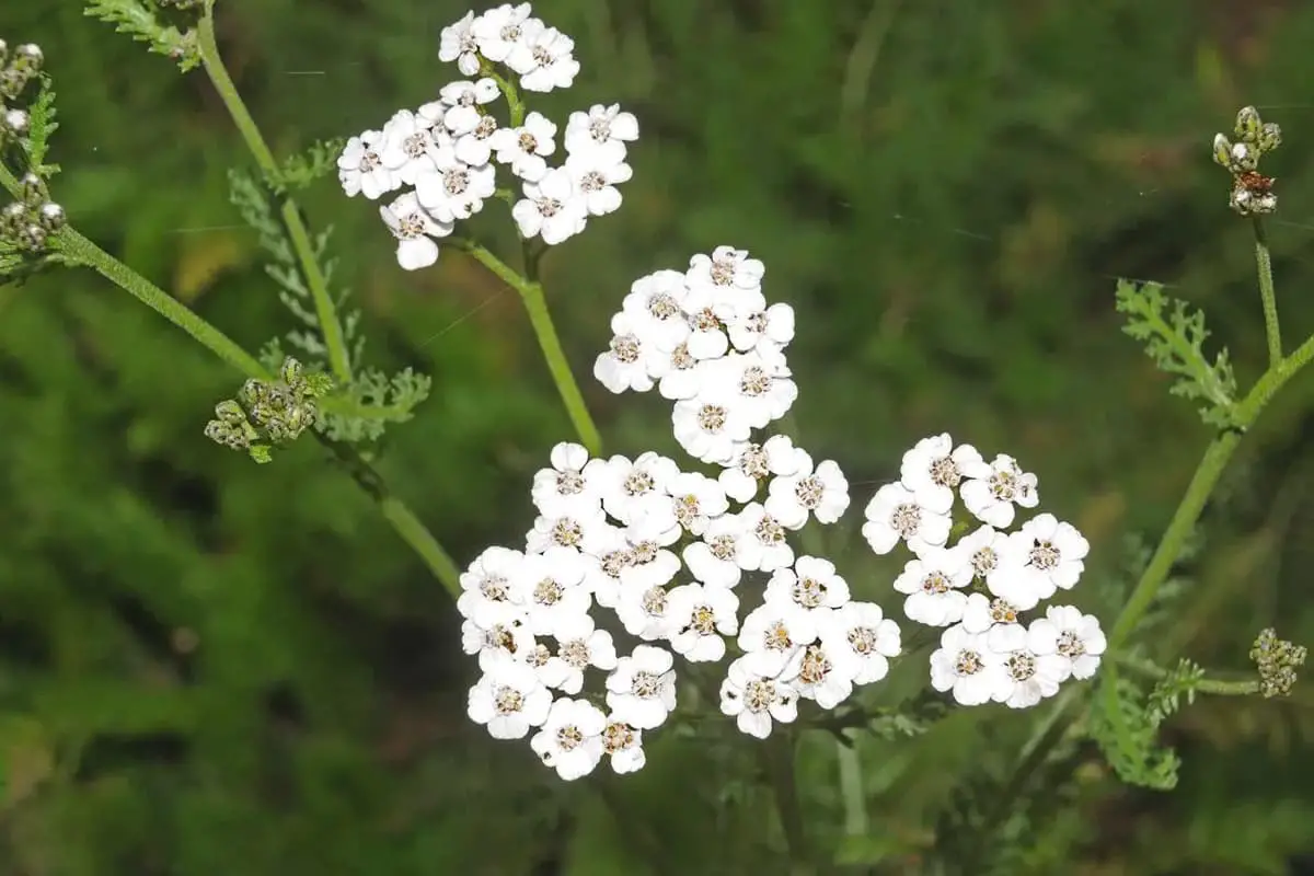 Achillea (Achillea millefolium)