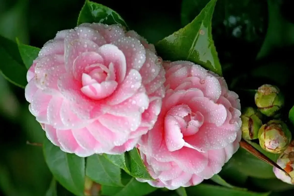 Camellia Reticulata 