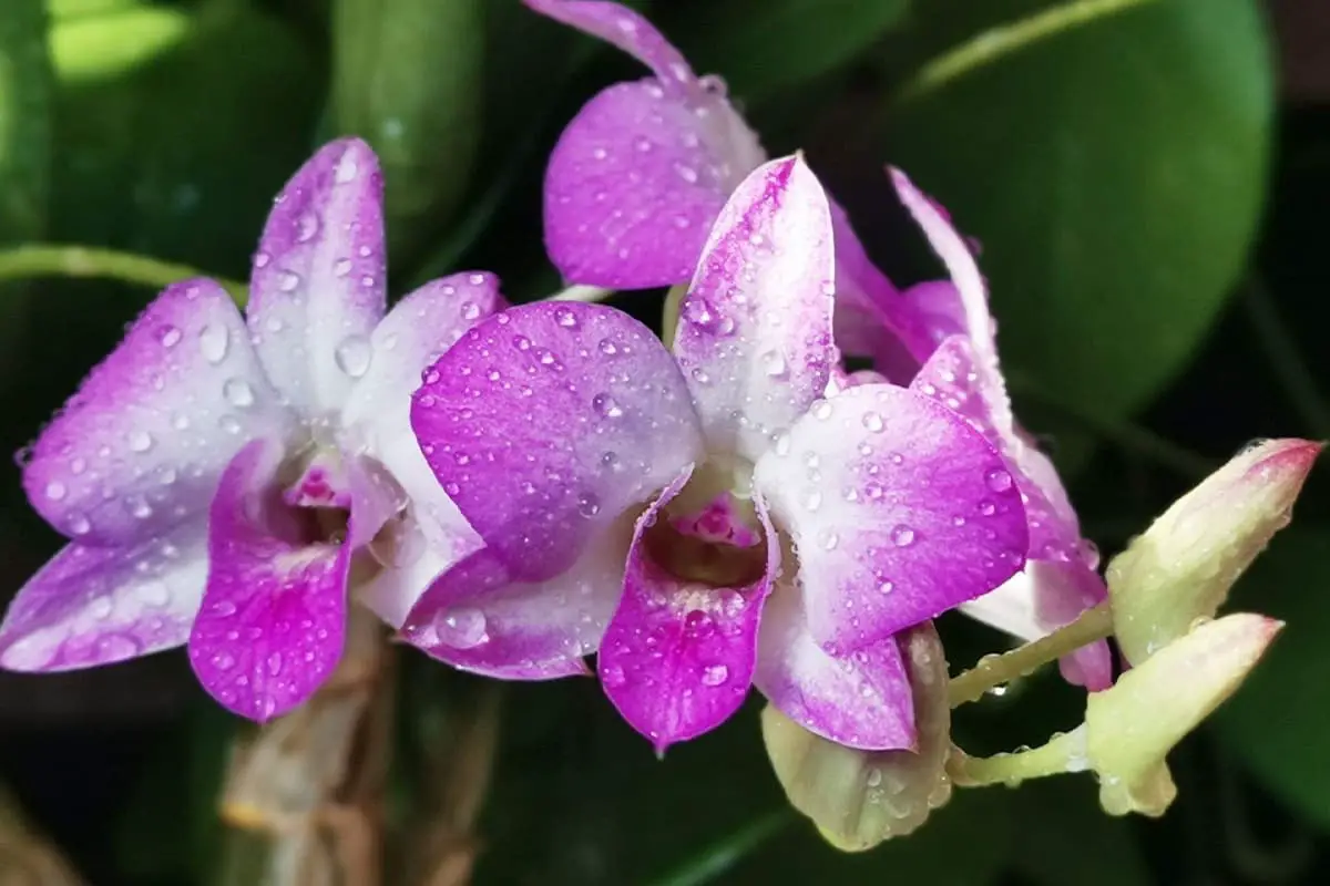 Dendrobium Nobile