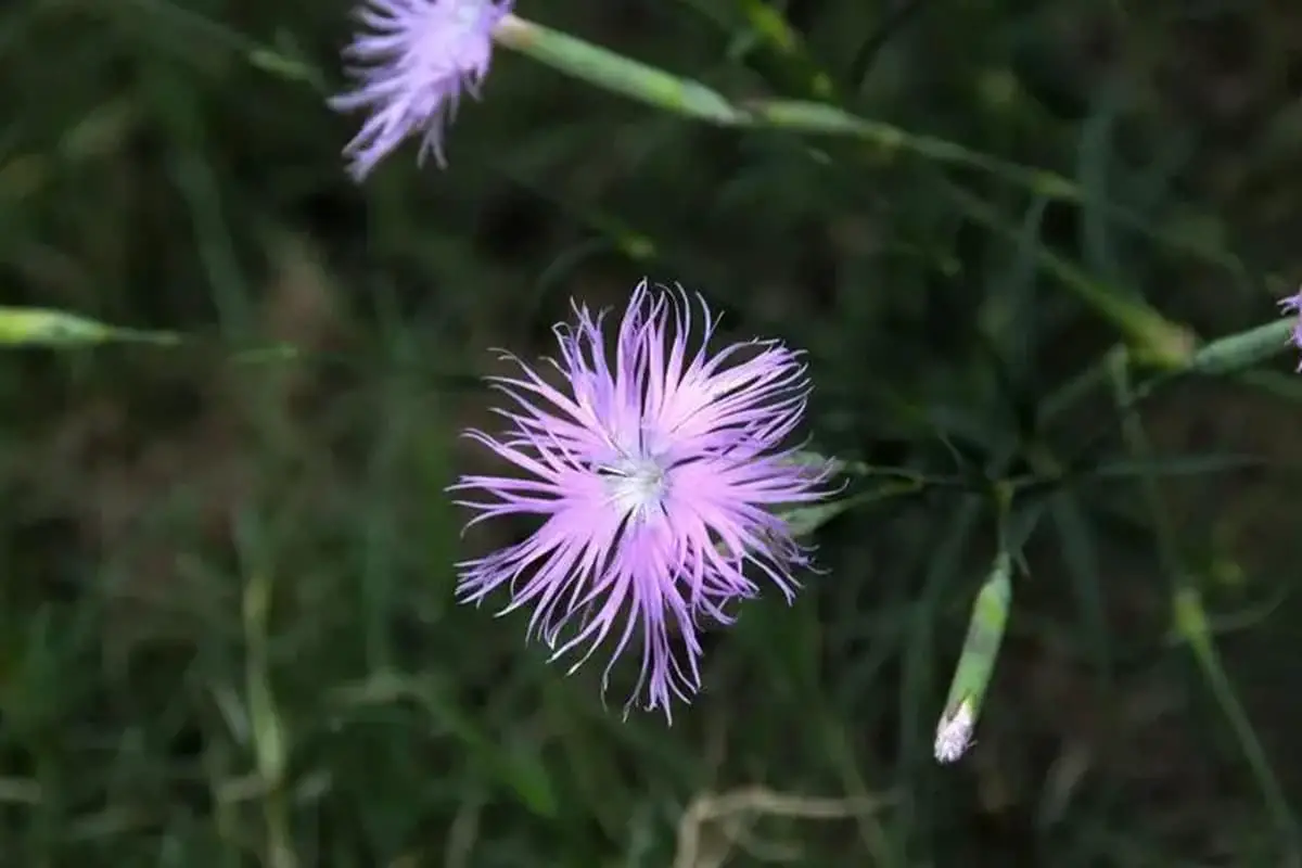 Dianthus Superbus