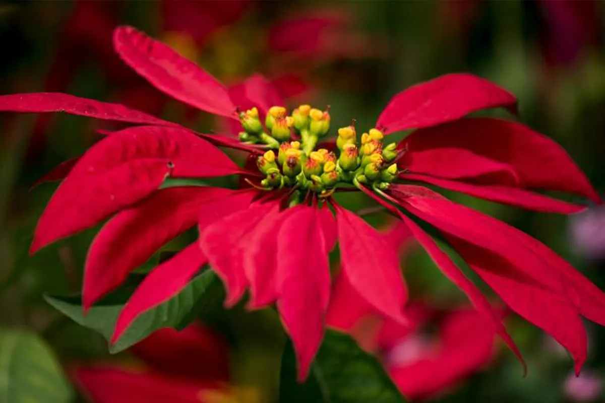 Poinsettia