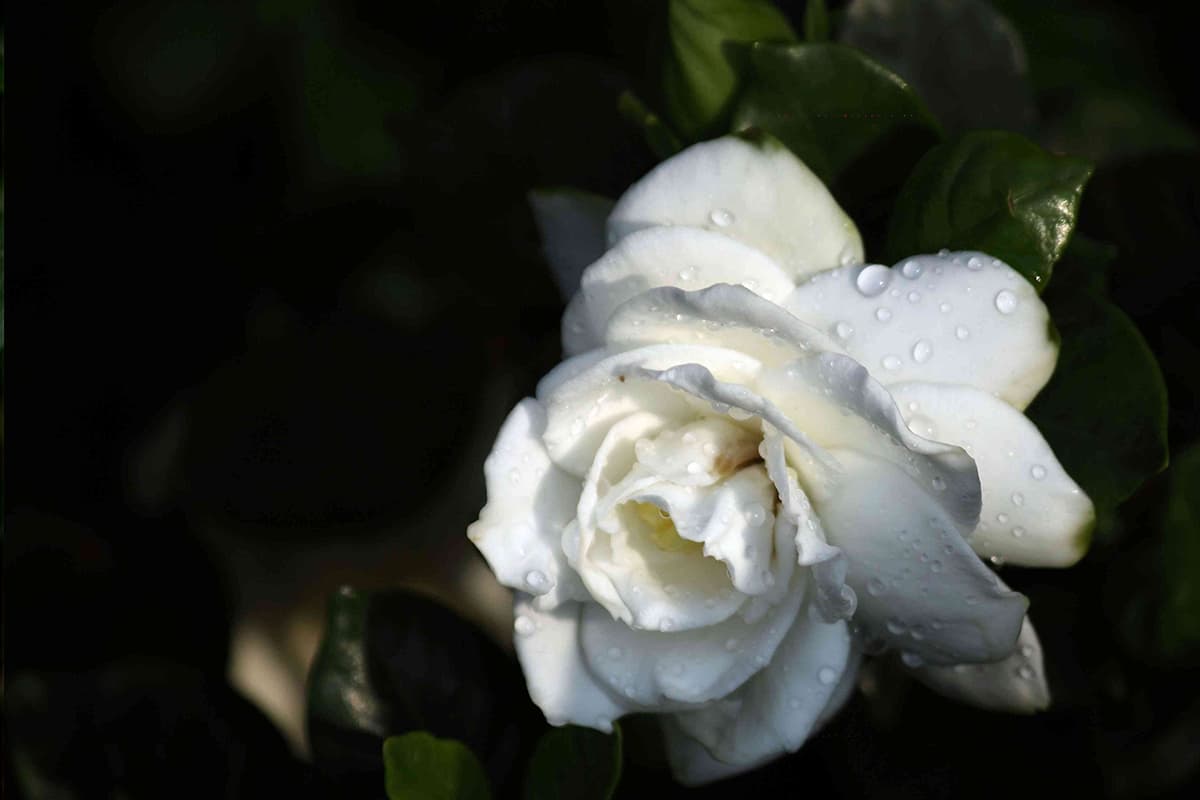 Gardenie Jasminoides