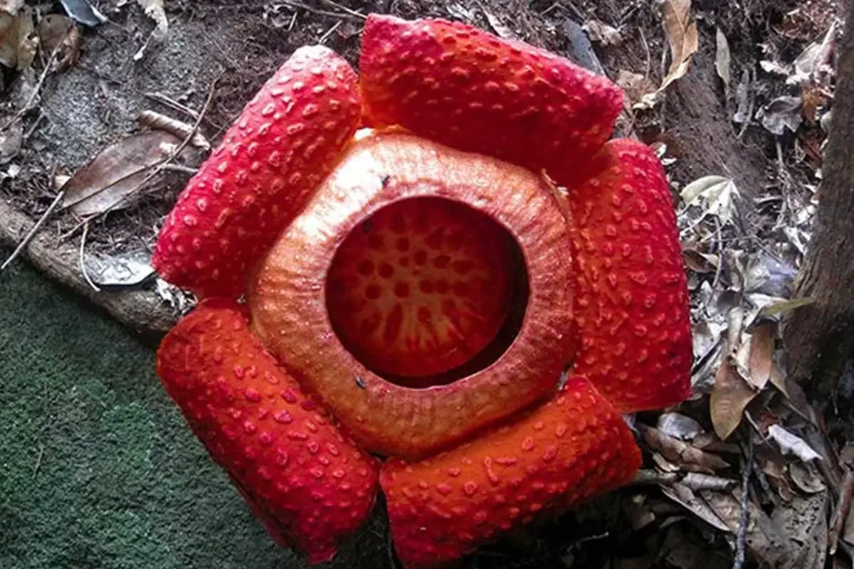 Flor do cadáver