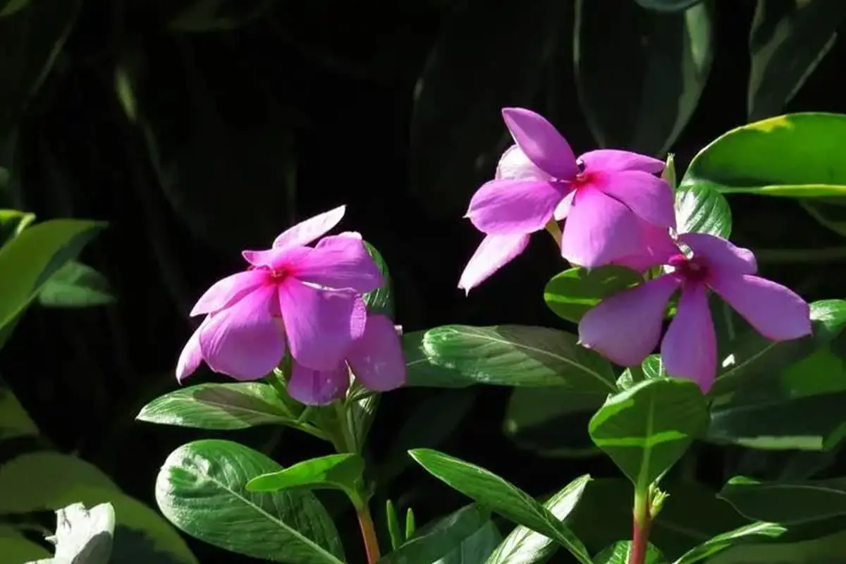 Catharanthus roseus