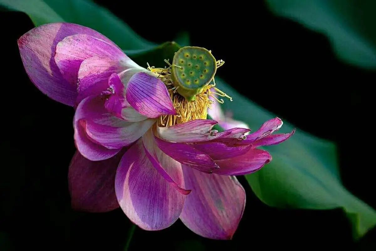 Nelumbo Nucifera "Perla d'Oriente