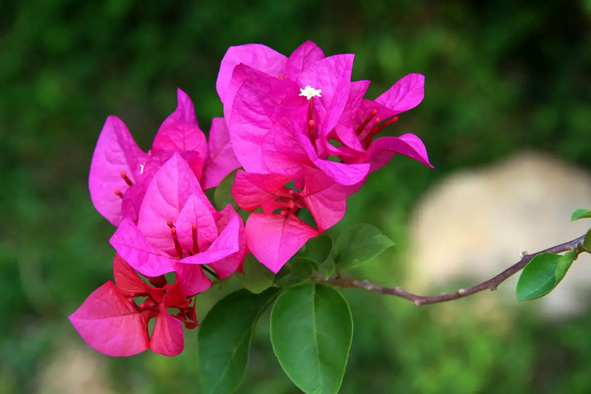 Fiori da coltivare in estate