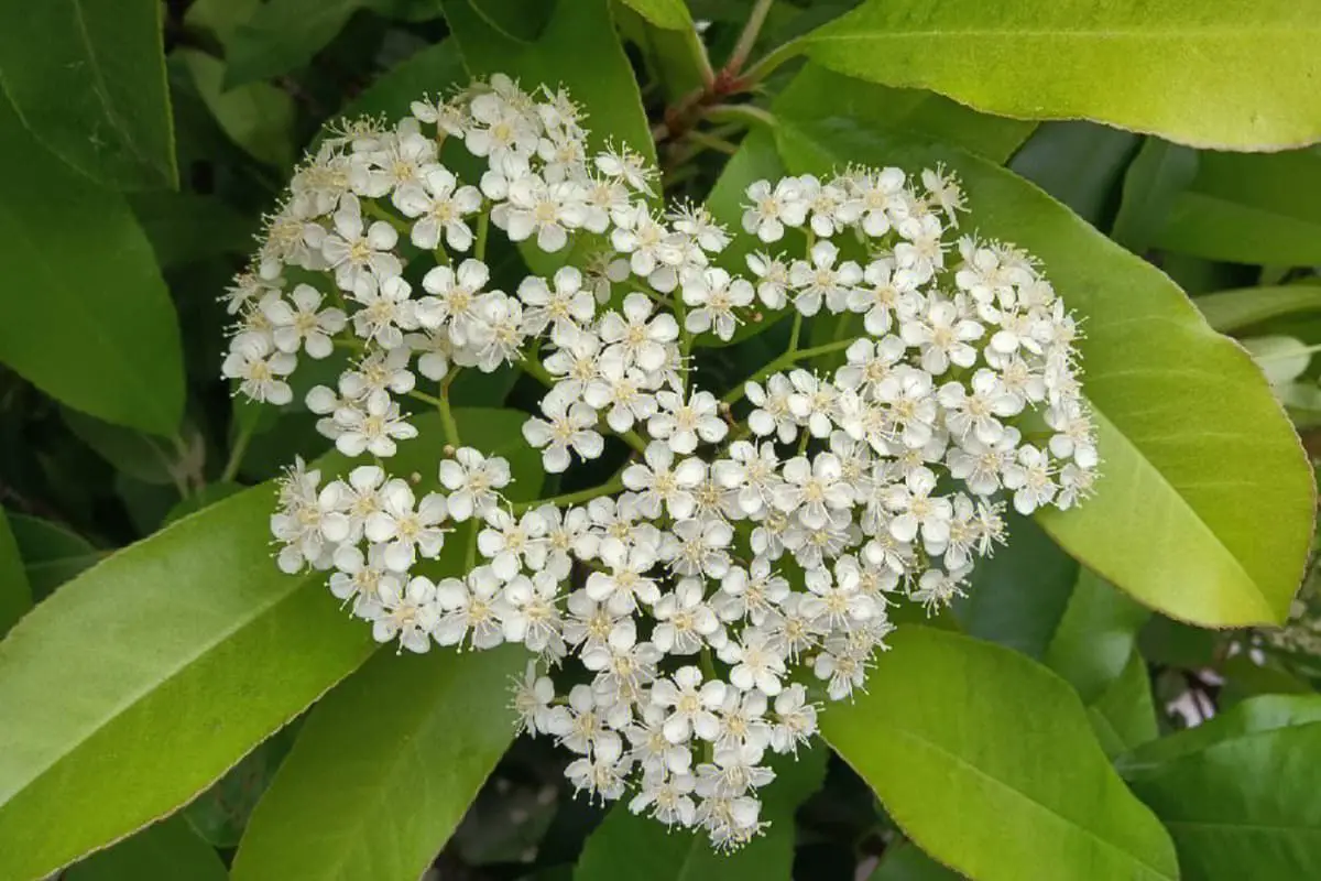 Photinia serratifolia