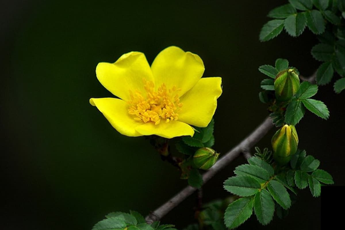 Rosa xanthina Lindl