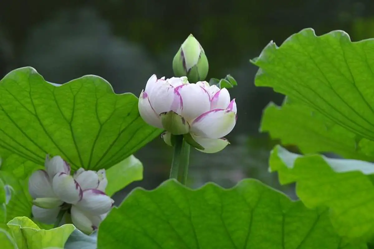 Nelumbo Nucifera 'Big Versicolor' 