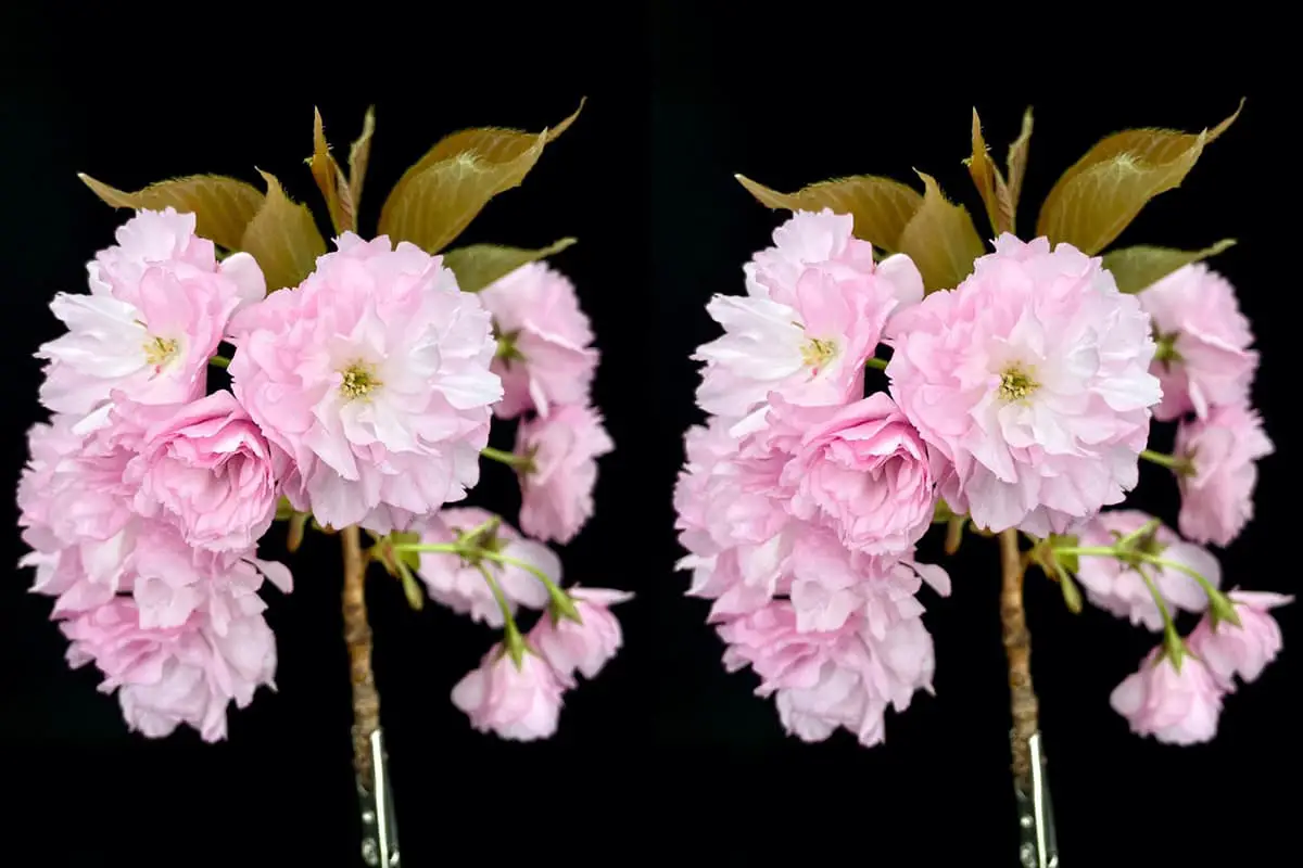 Prunus lannesiana