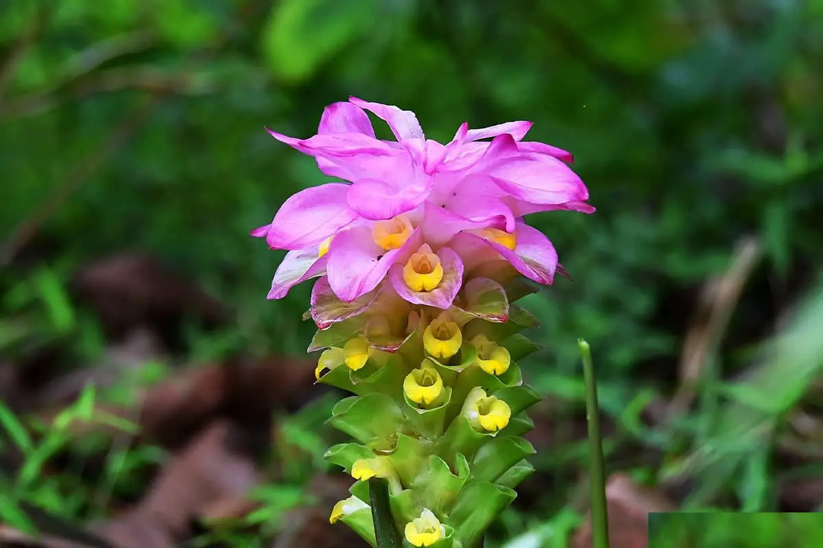 Curcuma phaeocaulis