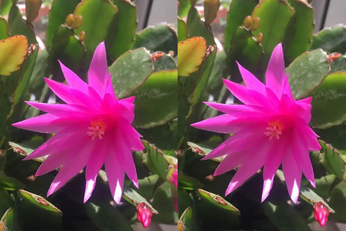 Rhipsalidopsis gaertneri