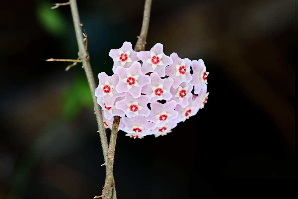 Hoya carnosa