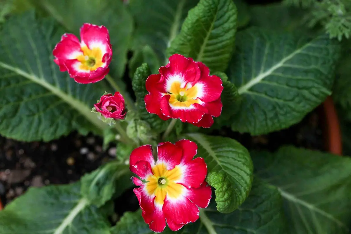 Primula malacoides