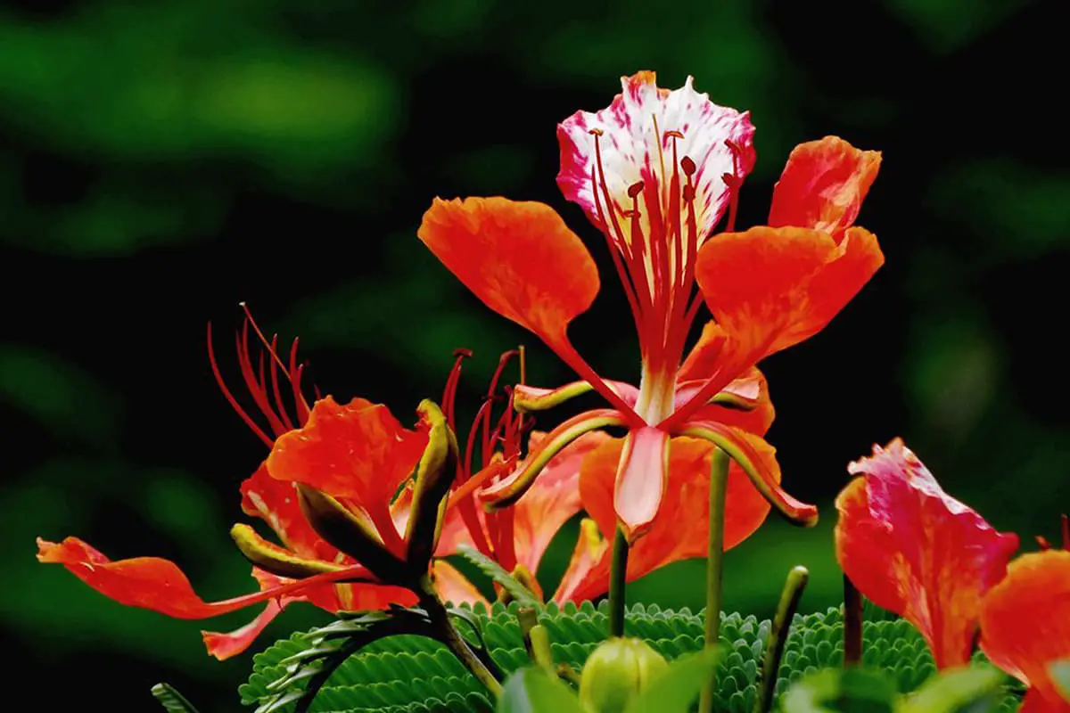 Delonix regia