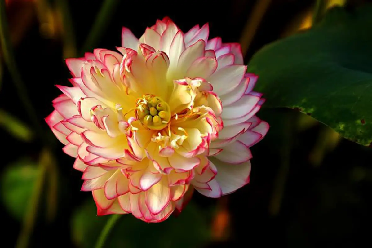 Nelumbo Nucifera 'Qian Ban Lian'