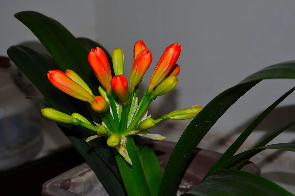 Clivia nobilis