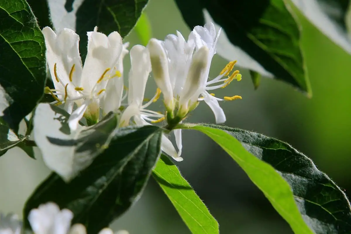 Lonicera maackii