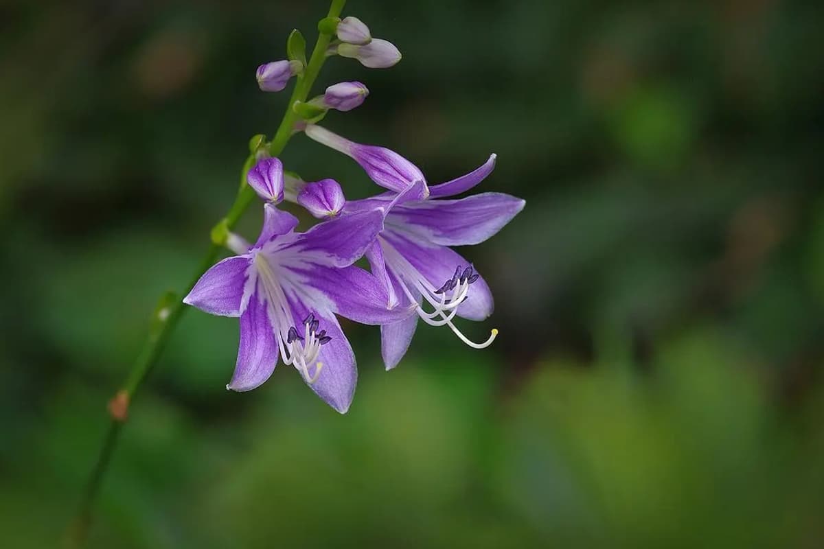Hosta plantaginea