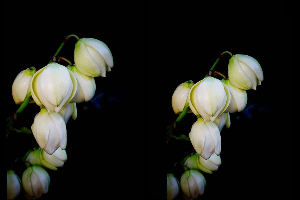 Yucca gloriosa