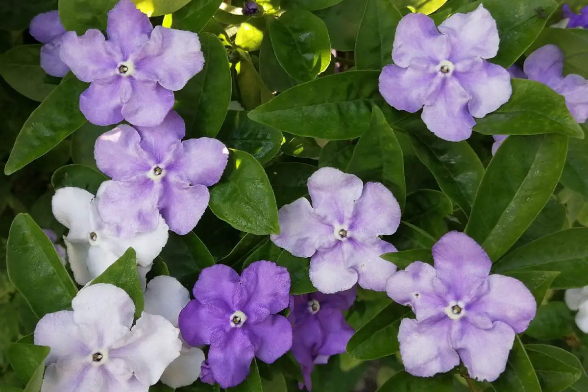 Brunfelsia latifolia