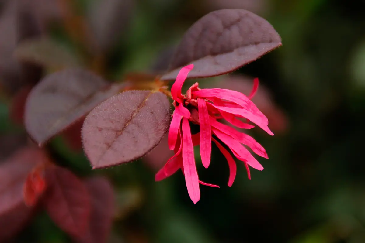 Loropetalum chinense